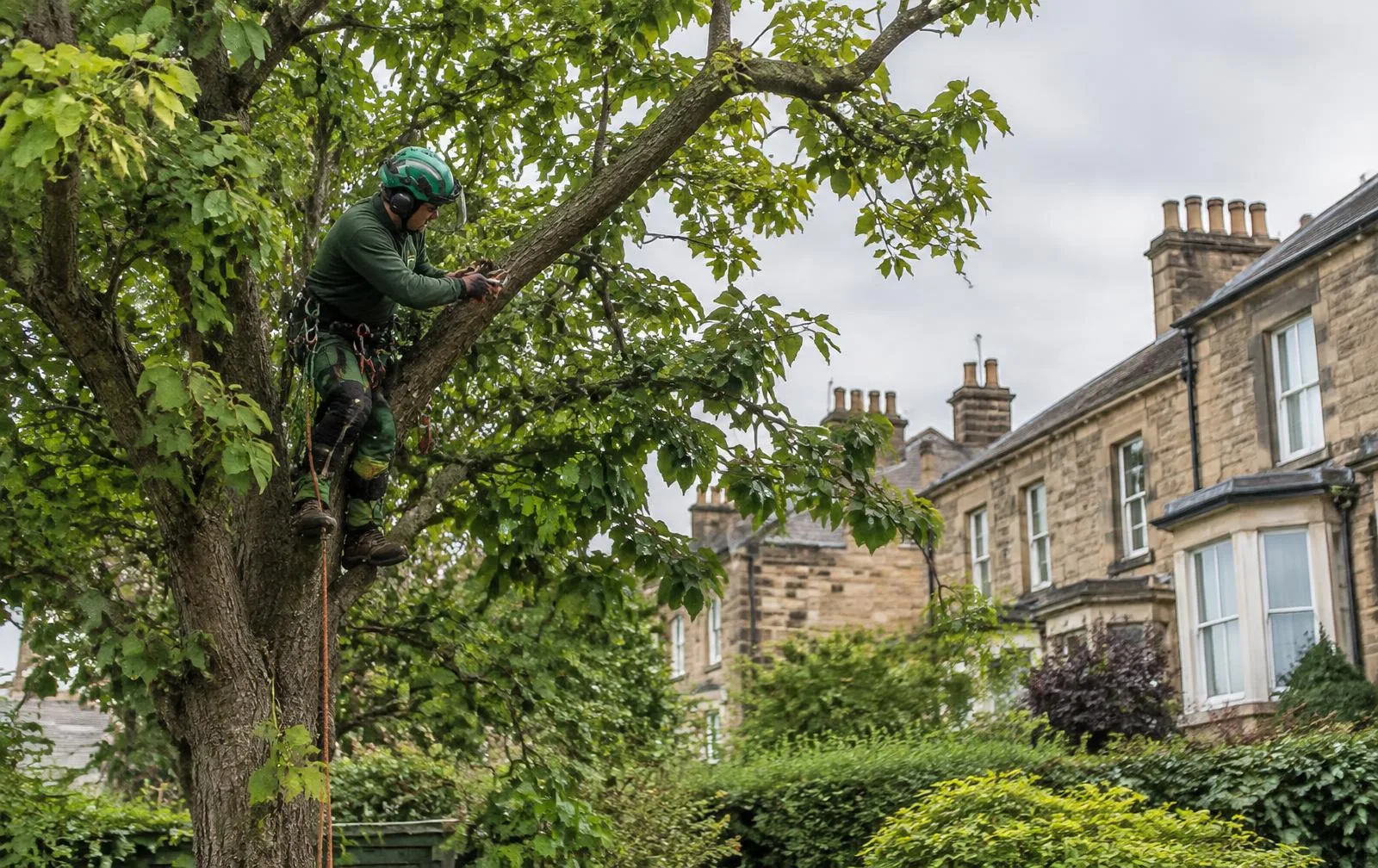 Tree care near Jennyfields, North Yorkshire Arborist pruning a garden tree beside Victorian stone houses, near Jennyfields