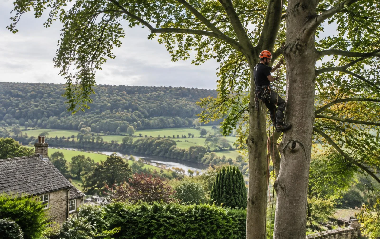 Tree care near Otley, North Yorkshire Arborist climbing a beech tree above the Wharfe valley, near Otley